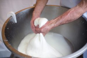Making mozzarella cheese